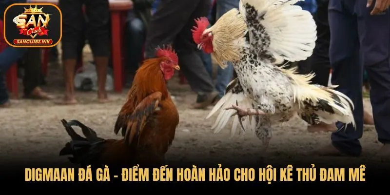 Digmaan đá gà